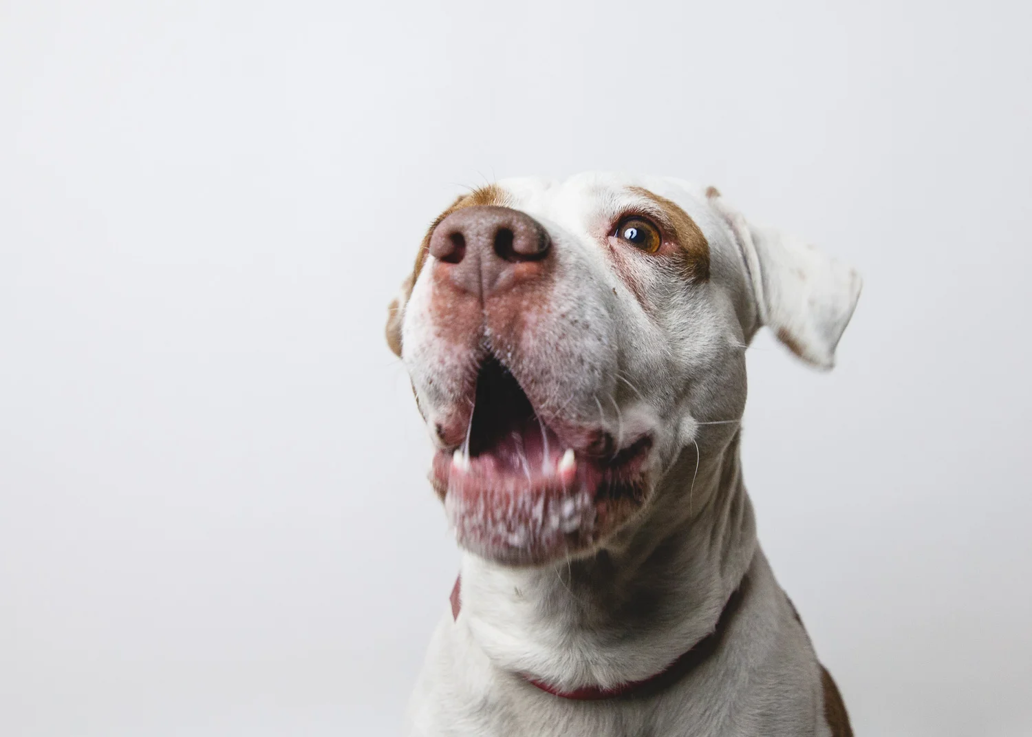 pit-bull-rescue-5.jpg