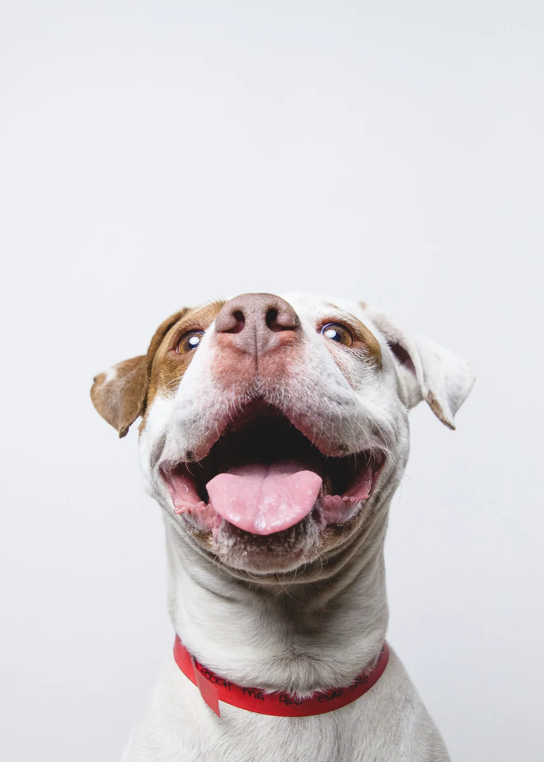 pit-bull-rescue-6.jpg