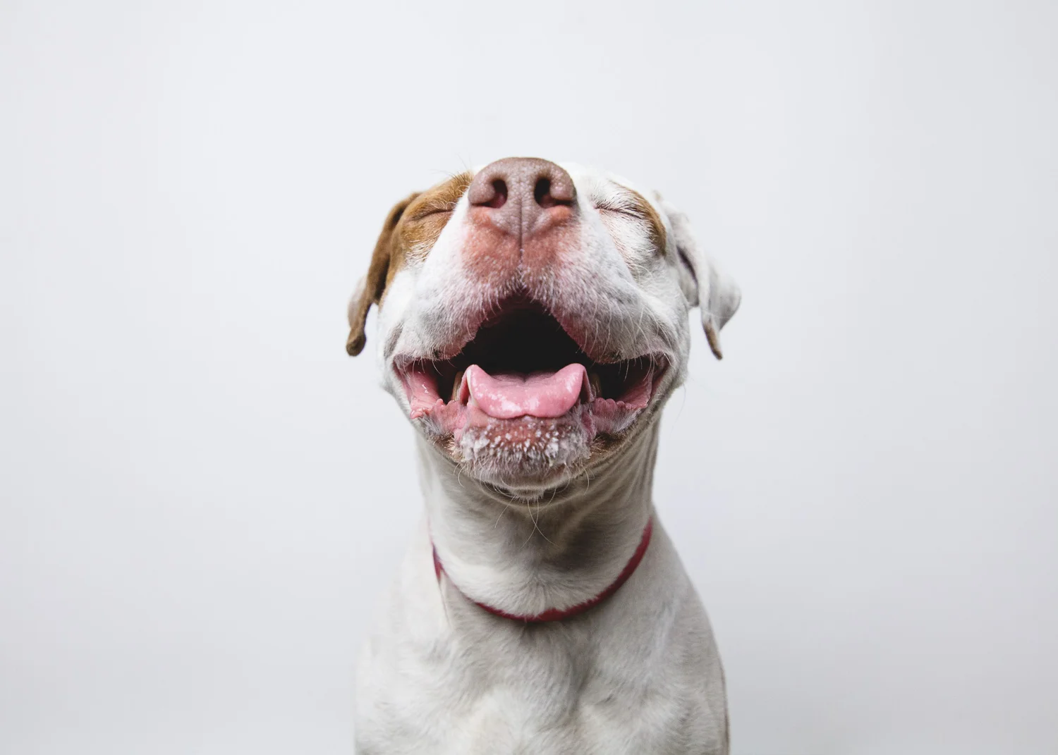 Pit Bull, needs rescue