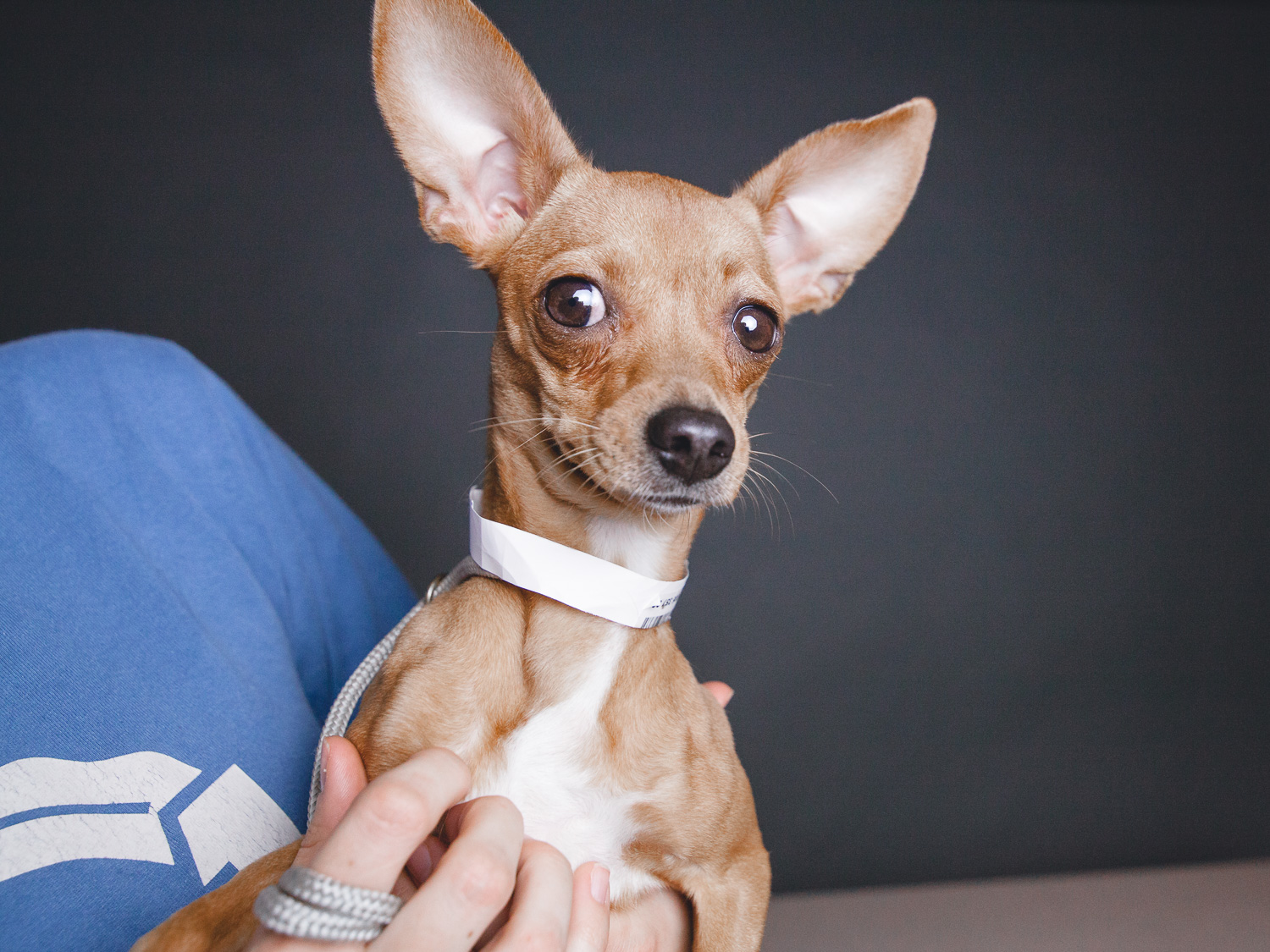 Adoptable Chihuahuas in Chicago
