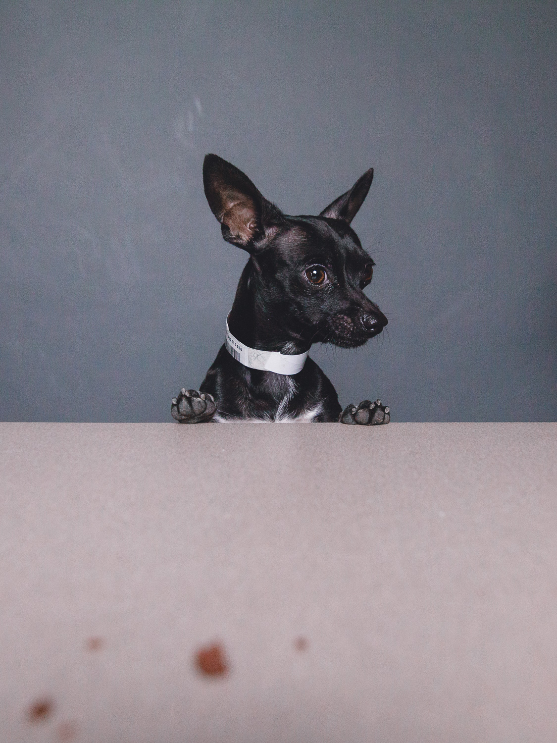 Adoptable Chihuahuas in Chicago