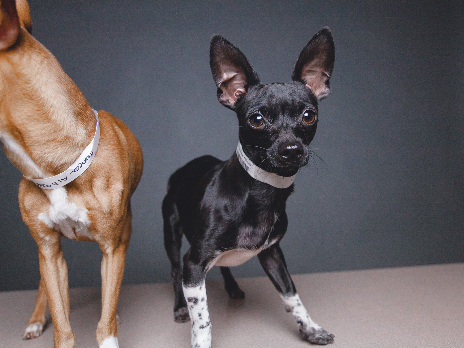 Adoptable Chihuahuas in Chicago