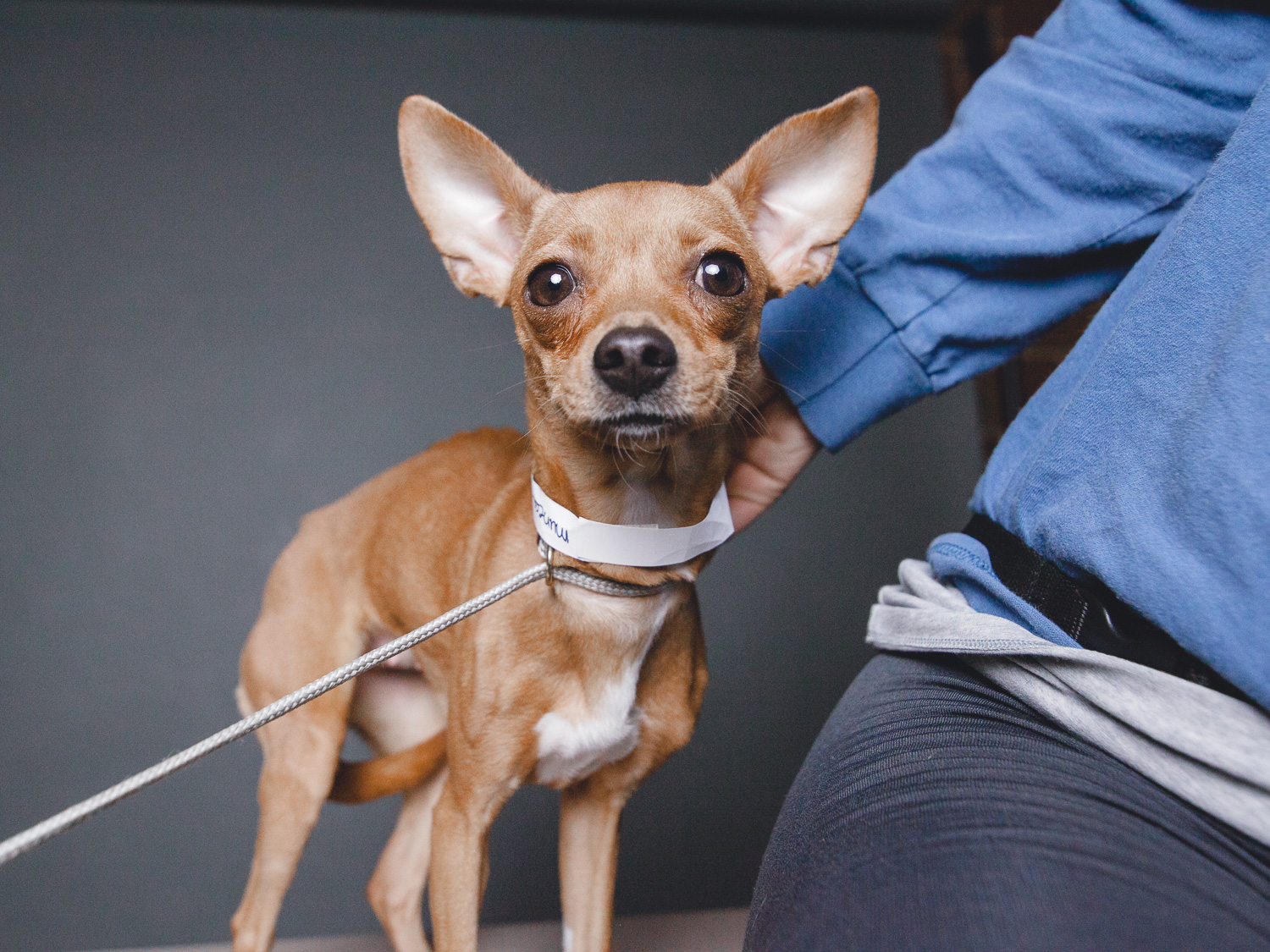 Adoptable Chihuahuas in Chicago