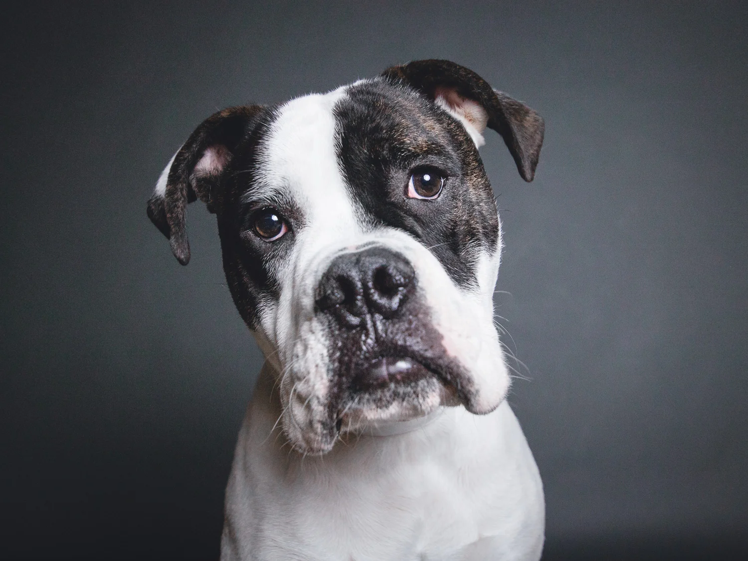 Rudy, Old English Bulldog