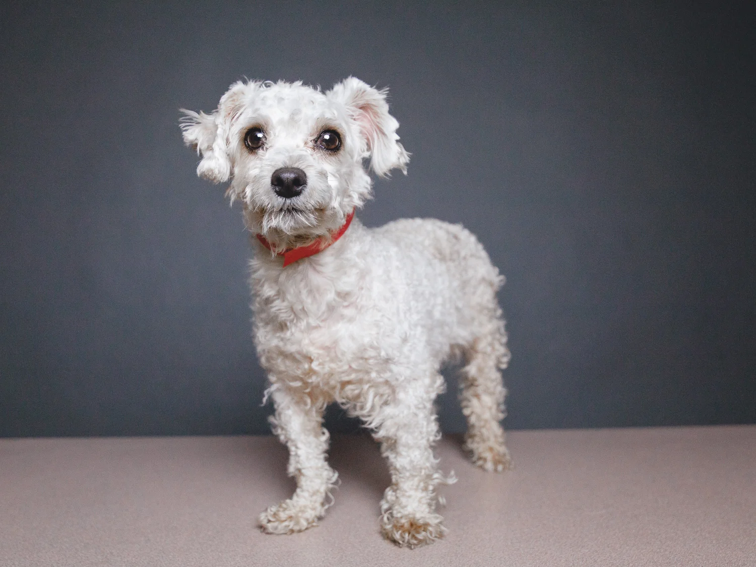 Lola, Miniature Poodle