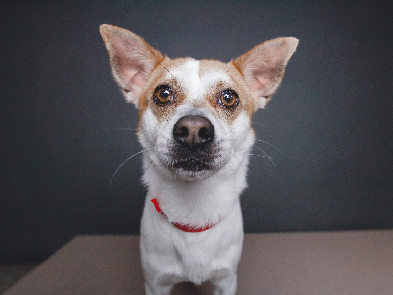 Clifford, Chihuahua Mix