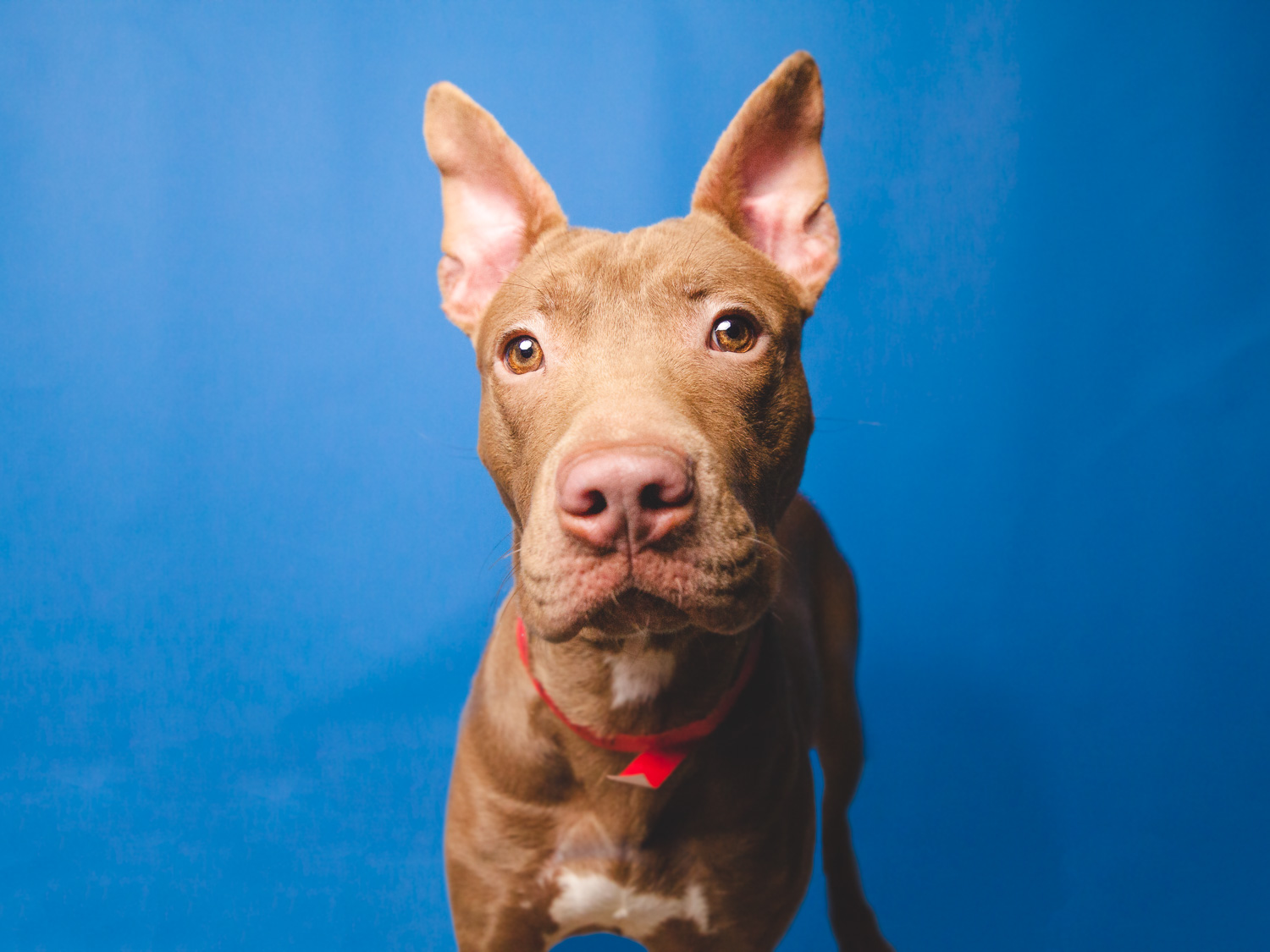 Adoptable Pit Bull Mix In Chicago