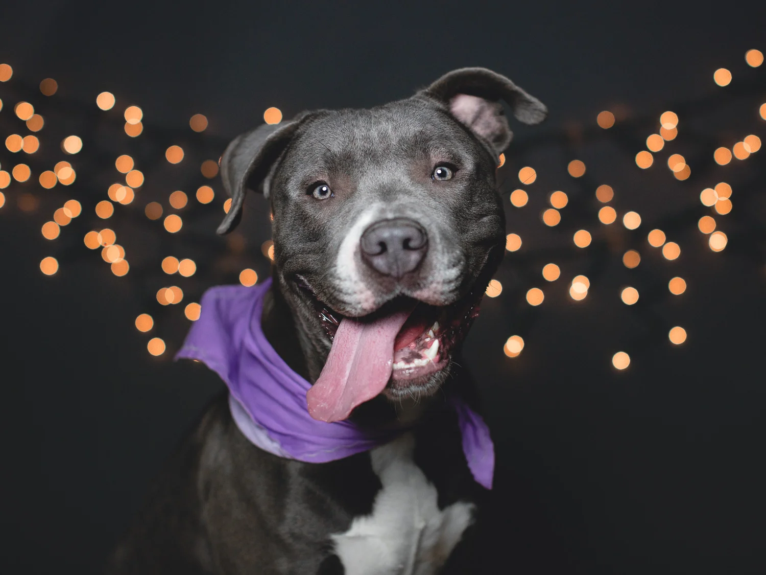 Adoptable American Pit Bull Terrier