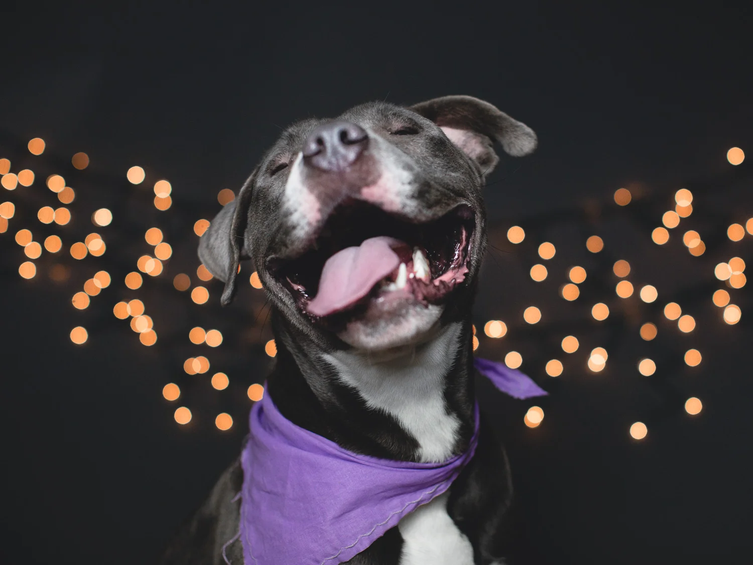 Adoptable American Pit Bull Terrier
