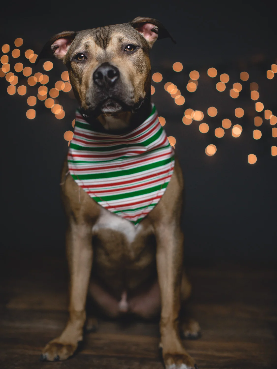 Adoptable American Pit Bull Terrier Mix