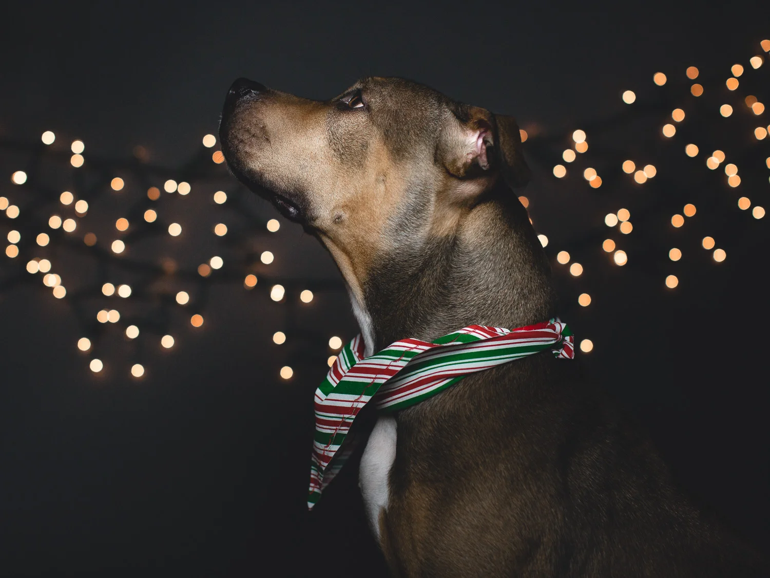 Adoptable American Pit Bull Terrier Mix