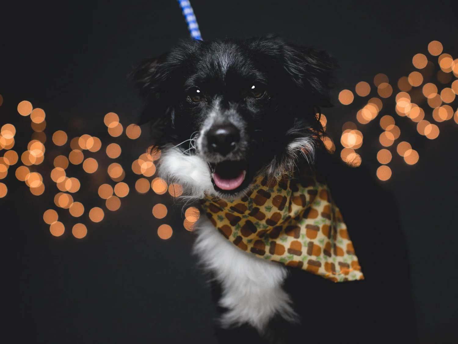 Timmie, Border Collie Mix