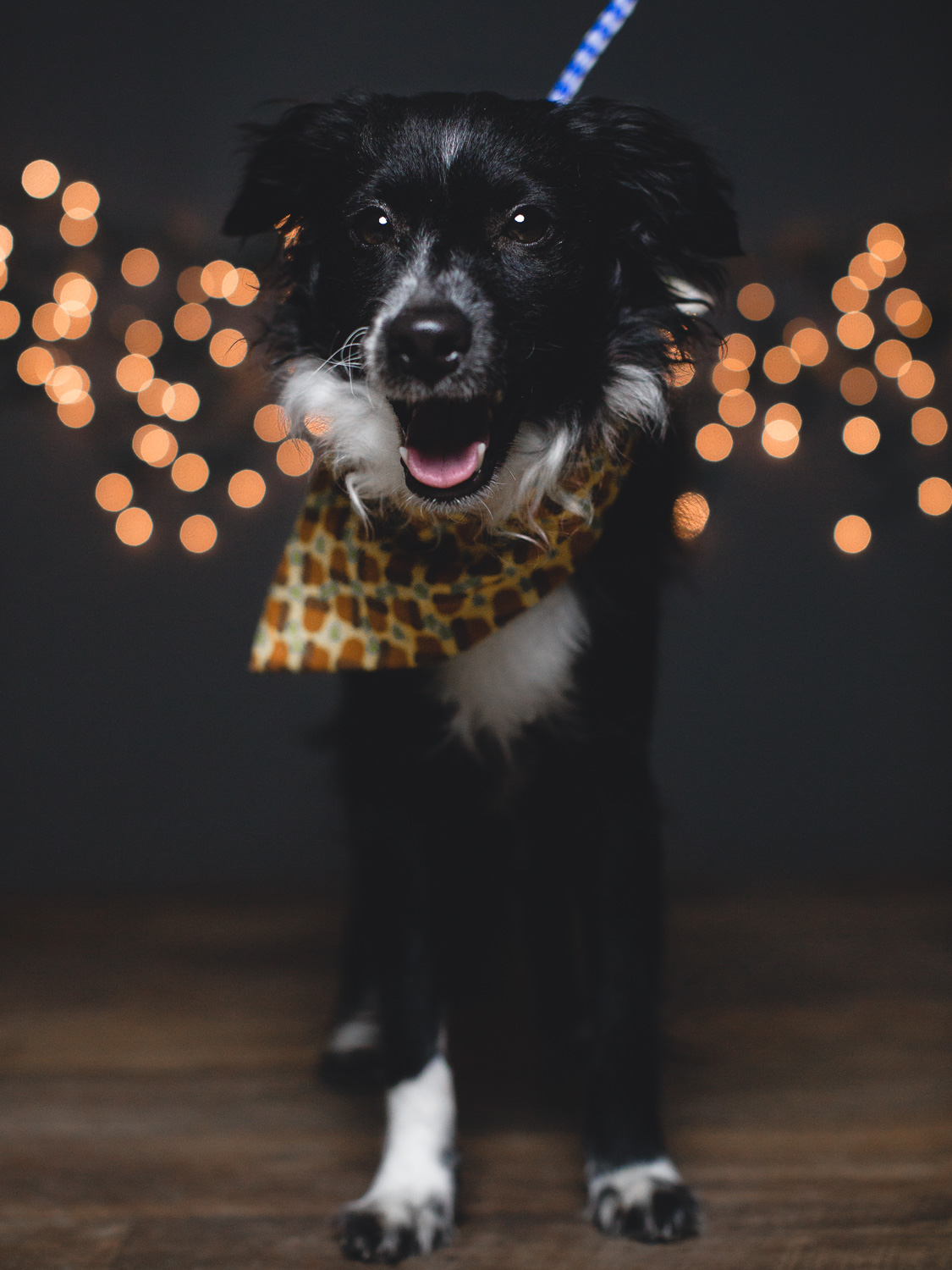 Adoptable Border Collie Mix