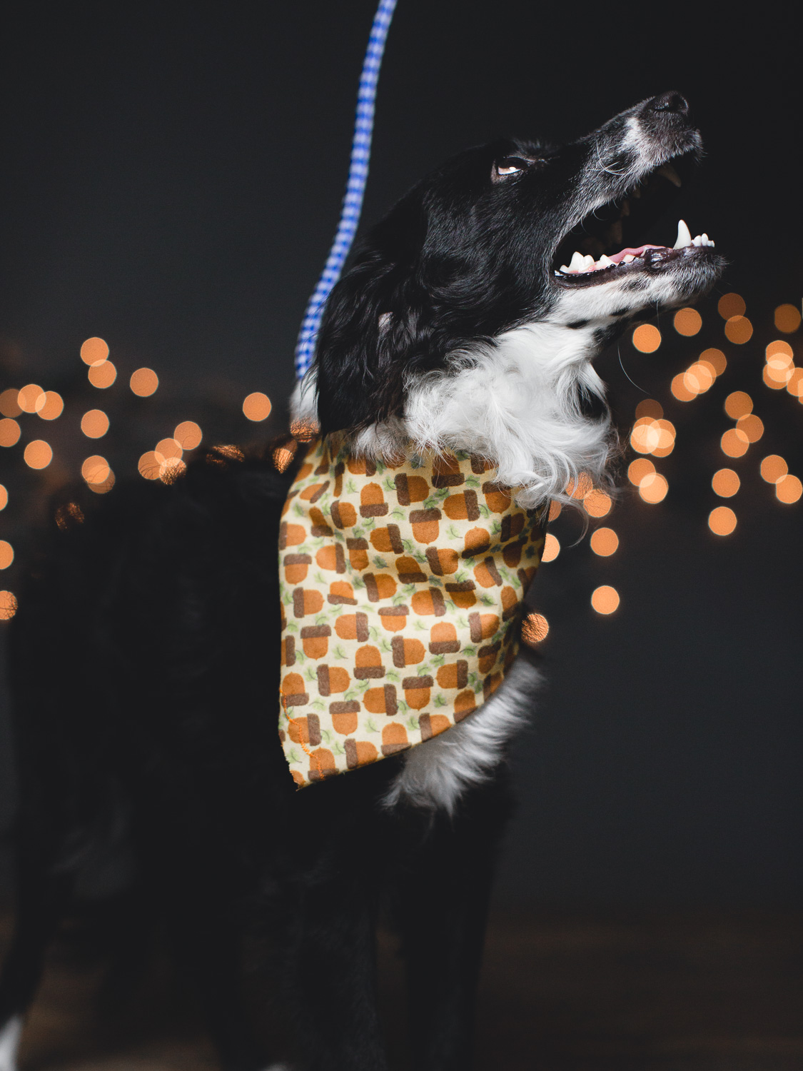 Adoptable Border Collie Mix