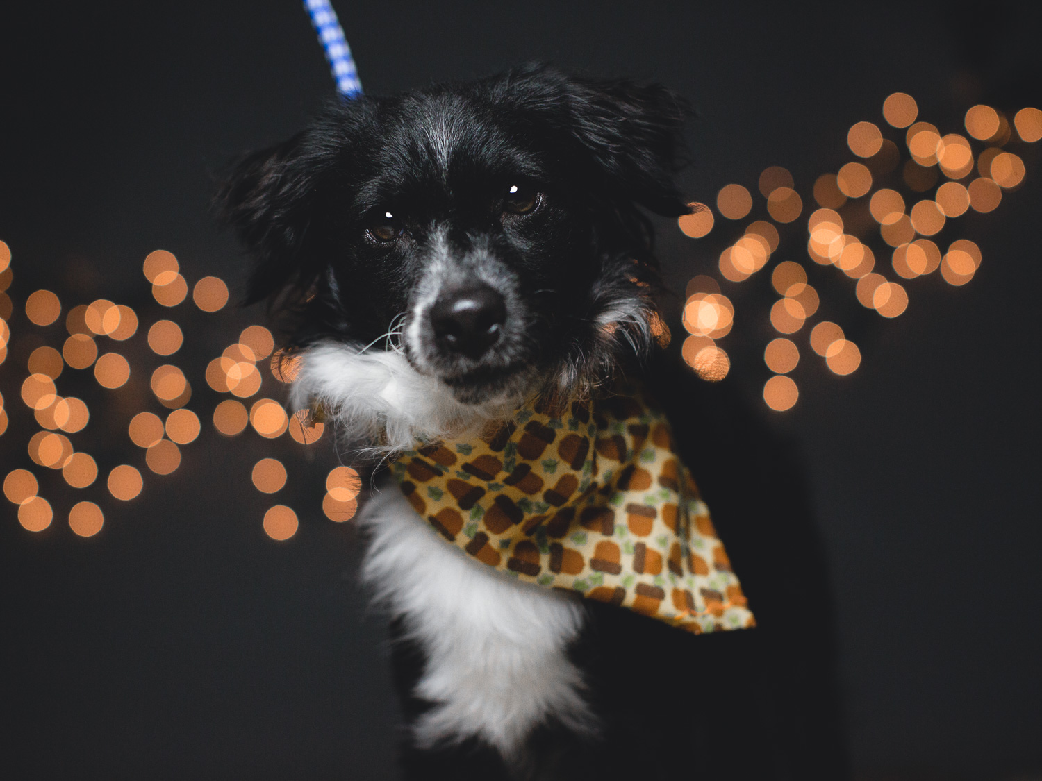 Adoptable Border Collie Mix