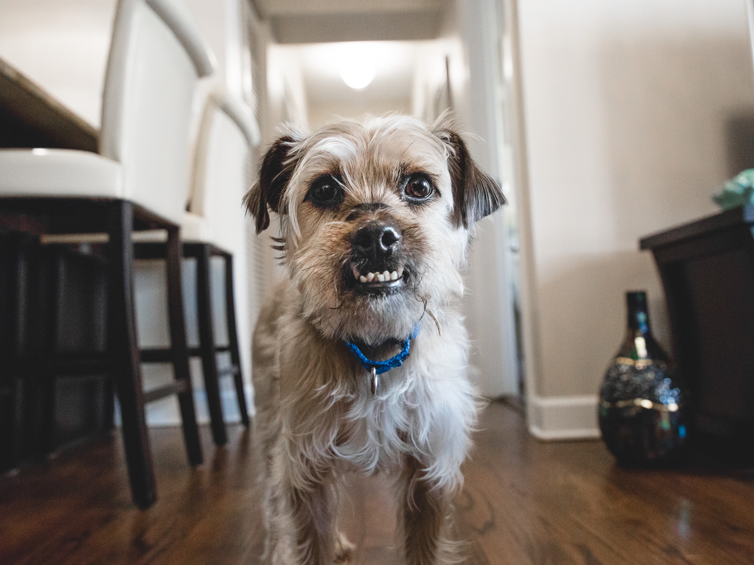 Adoptable Terrier Mix In Chicago