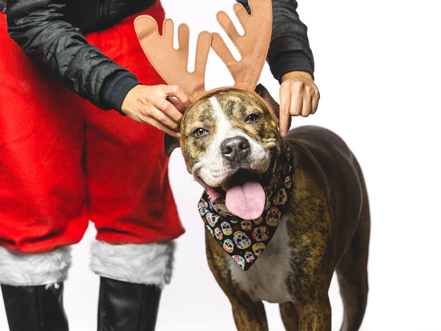 Adoptable Boxer Mix in Chicago Shelter