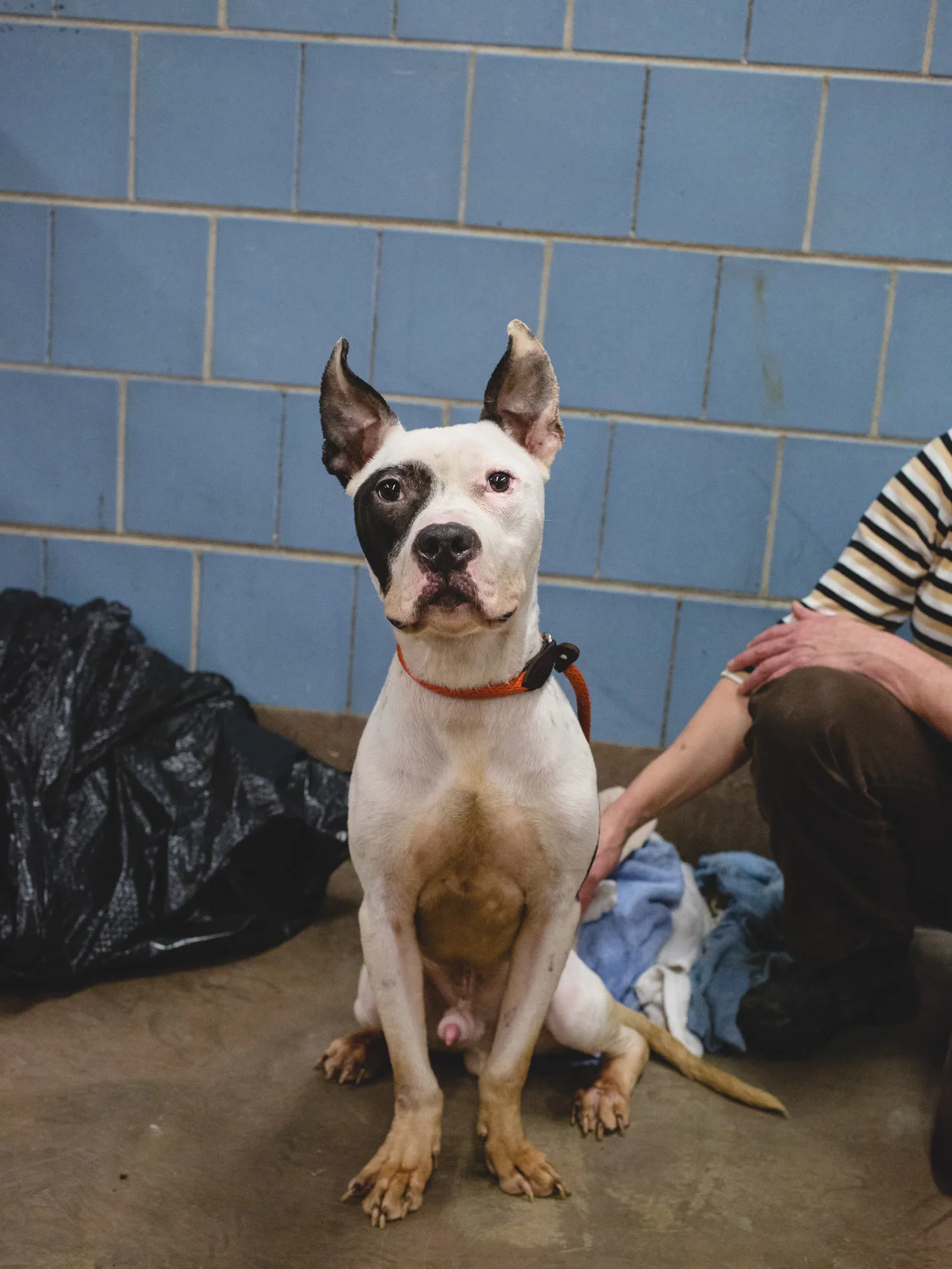 Bowie at the city's shelter