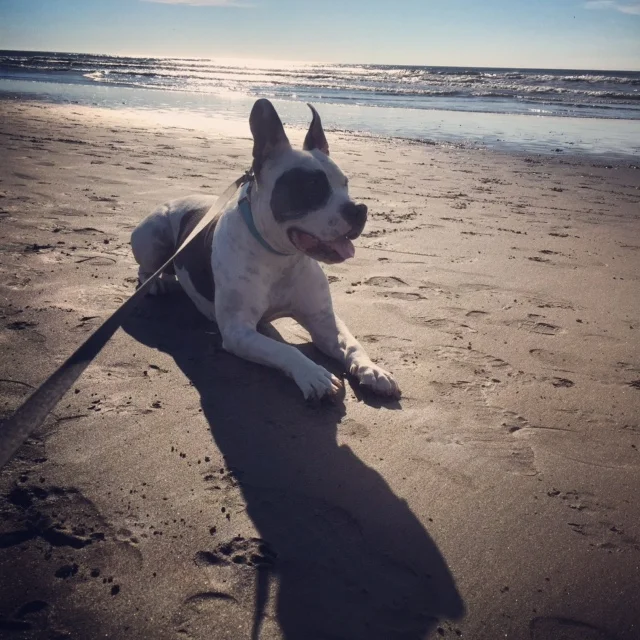 Bowie at the beach, Fort Funston SF