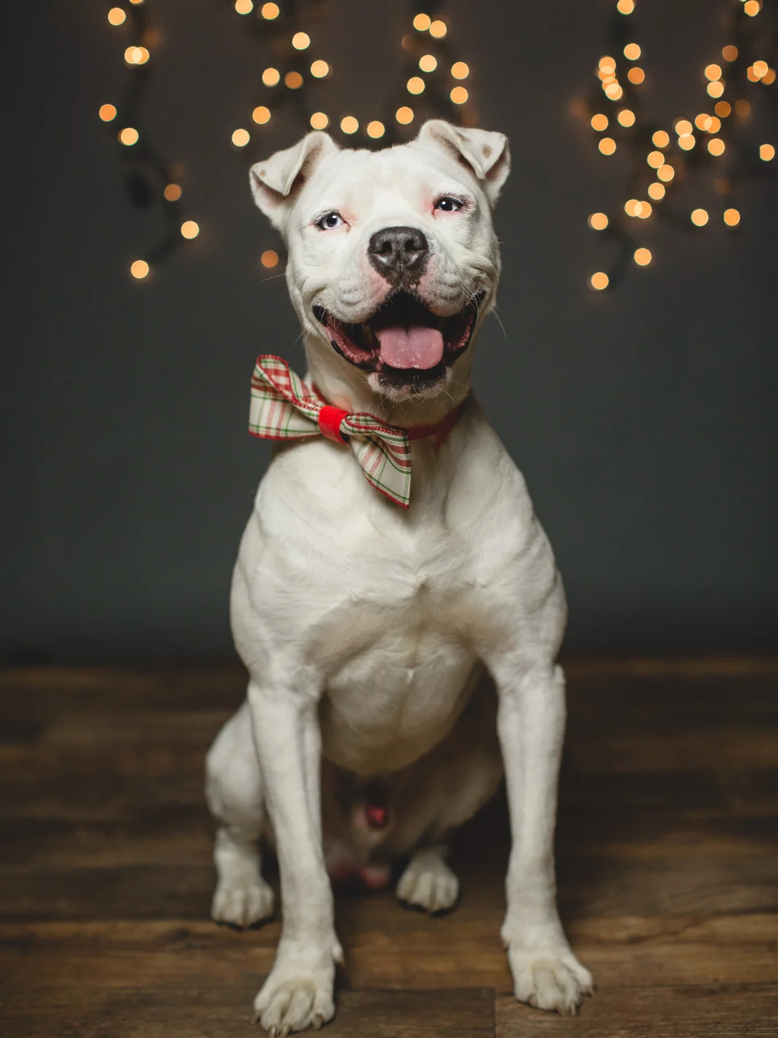 Foster Needed for an American Bulldog Mix In Chicago