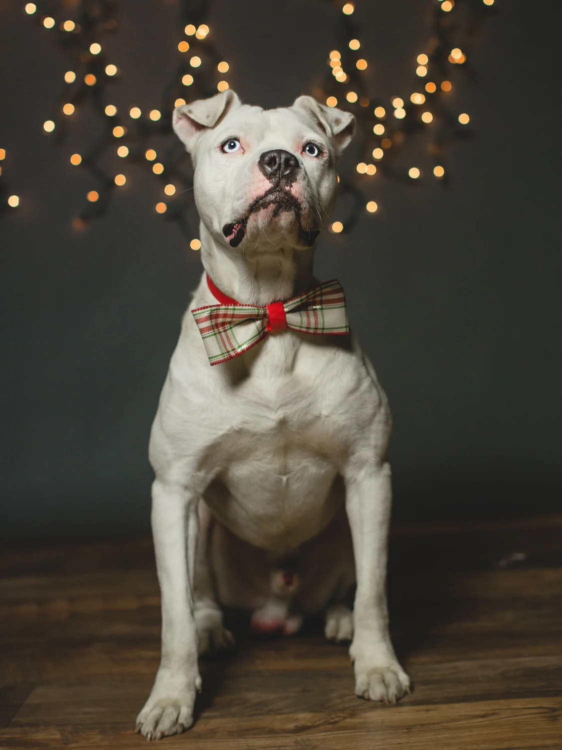 Foster Needed for an American Bulldog Mix In Chicago