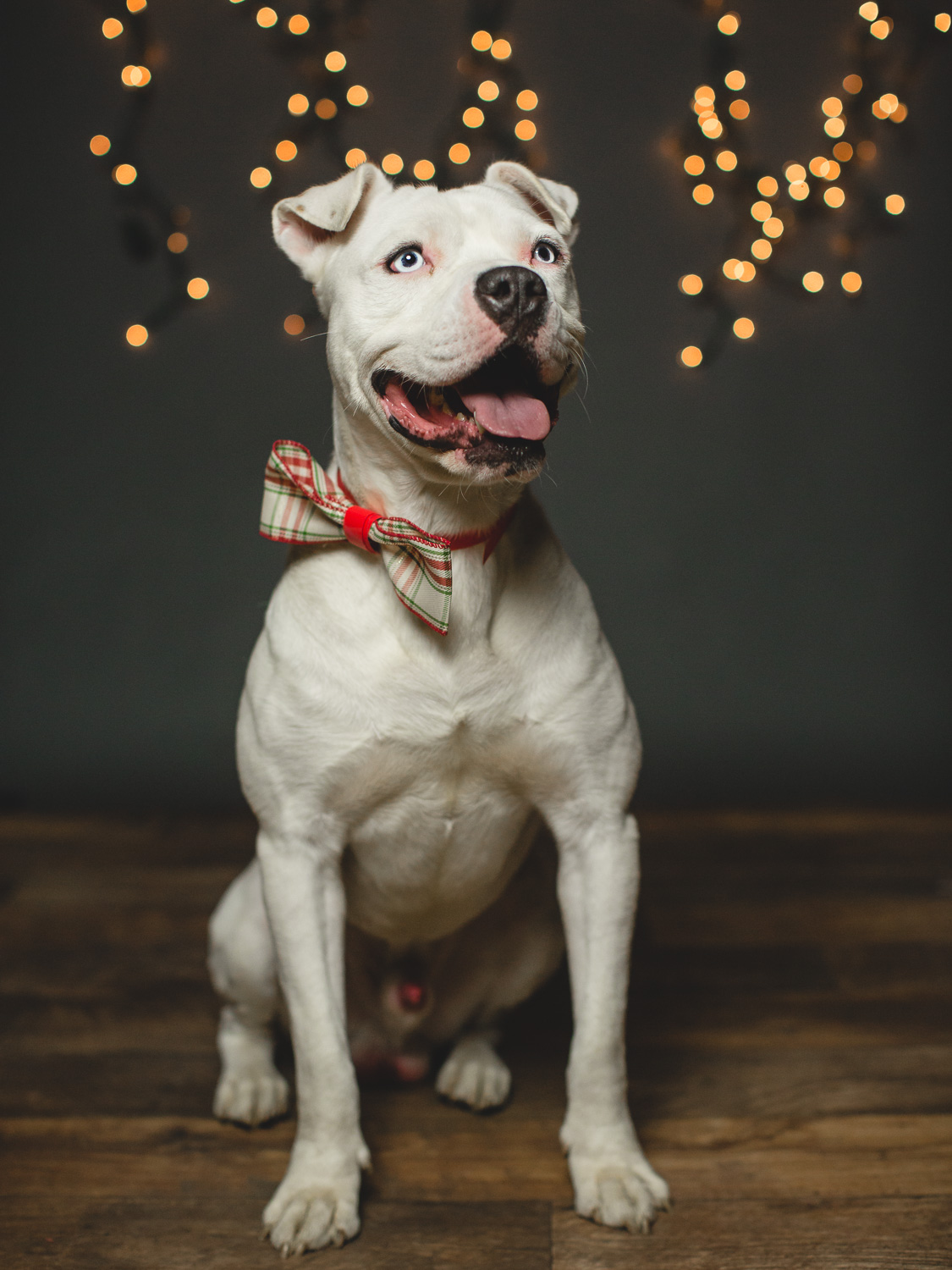 Foster Needed for an American Bulldog Mix In Chicago