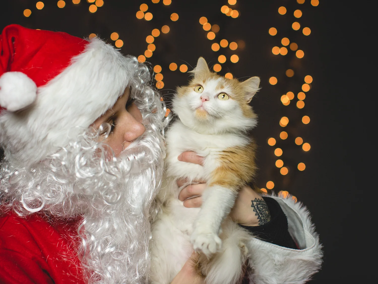 Adoptable Ashley and Peaches In Chicago