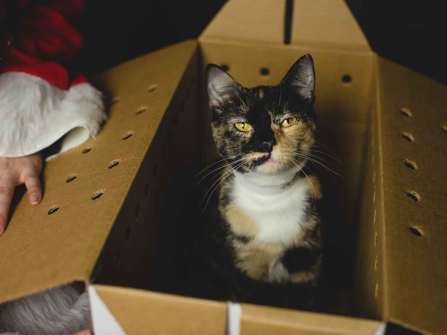 Adoptable Ashley and Peaches In Chicago