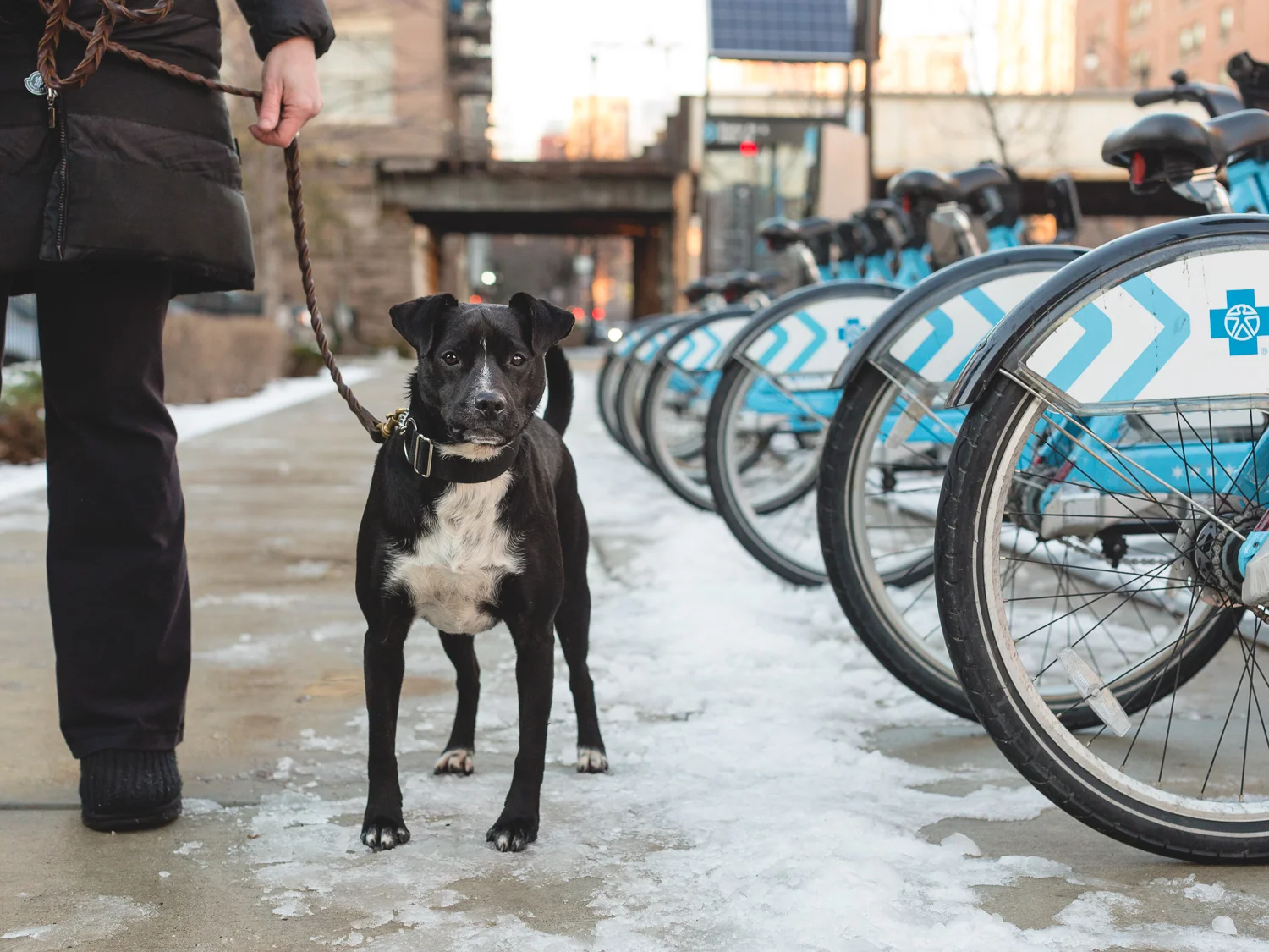 Rescue Dog Available In Chicago