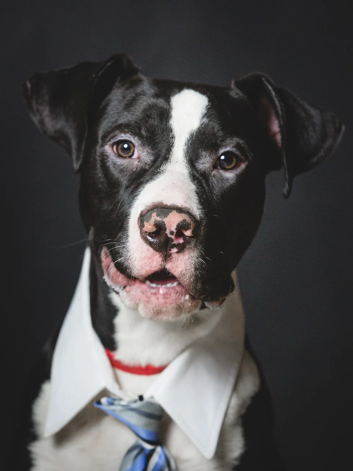 Champ, American Pit Bull Terrier