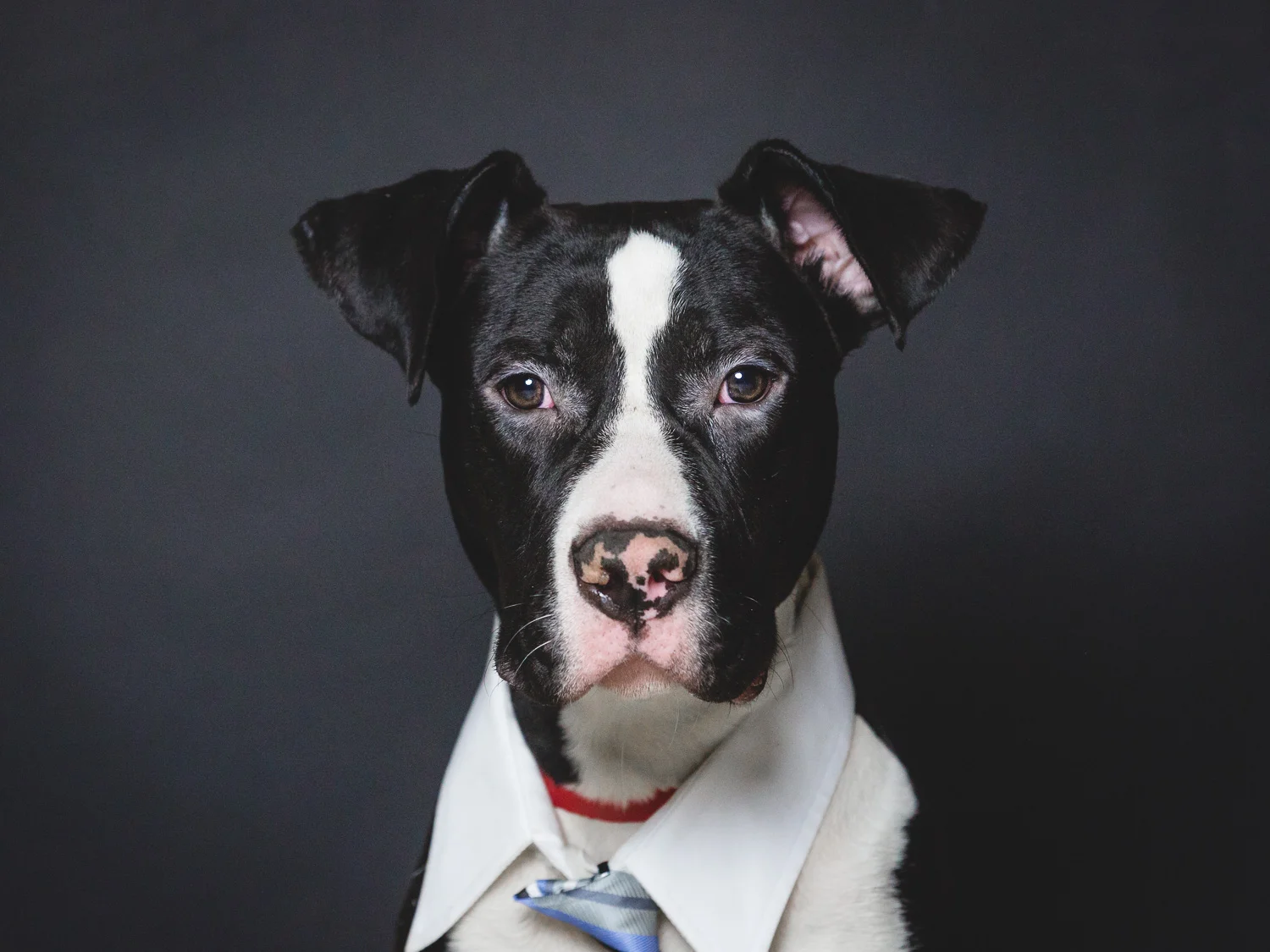 Foster Needed for An American Pit Bull Terrier In Chicago