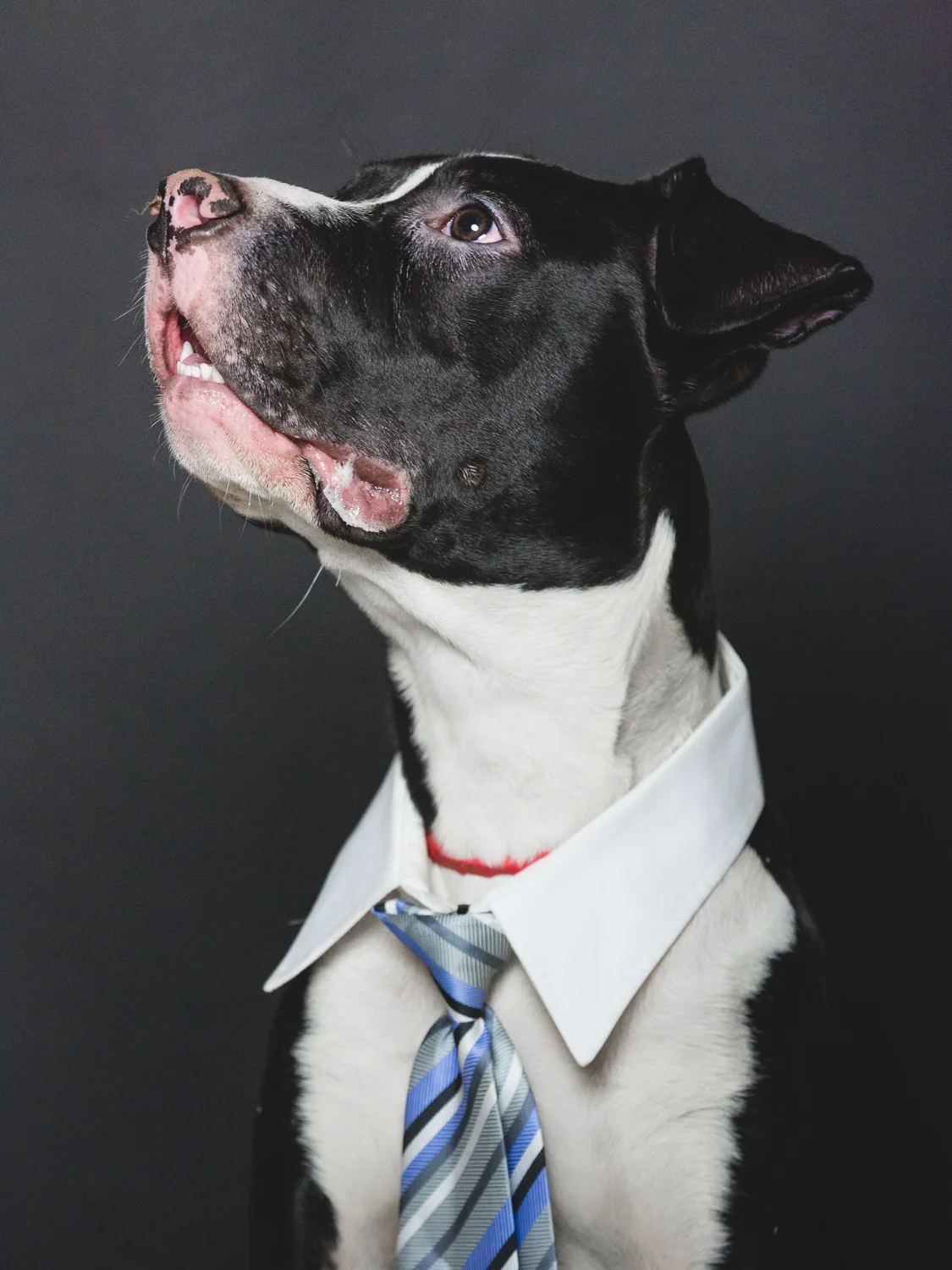 Foster Needed for An American Pit Bull Terrier In Chicago