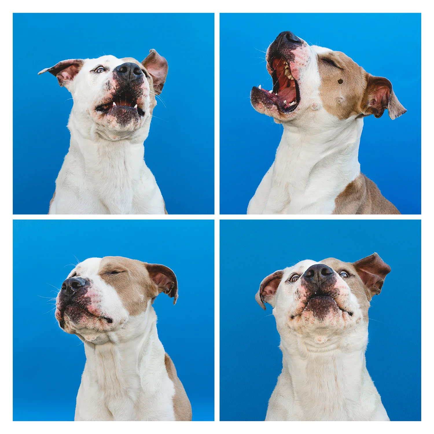 Miguel, Pit Bull Terrier