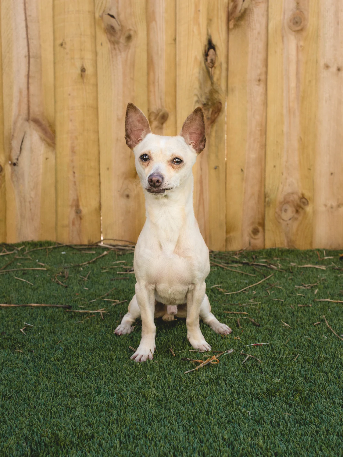 Adoptable Chihuahua Dachshund Mix In Chicago