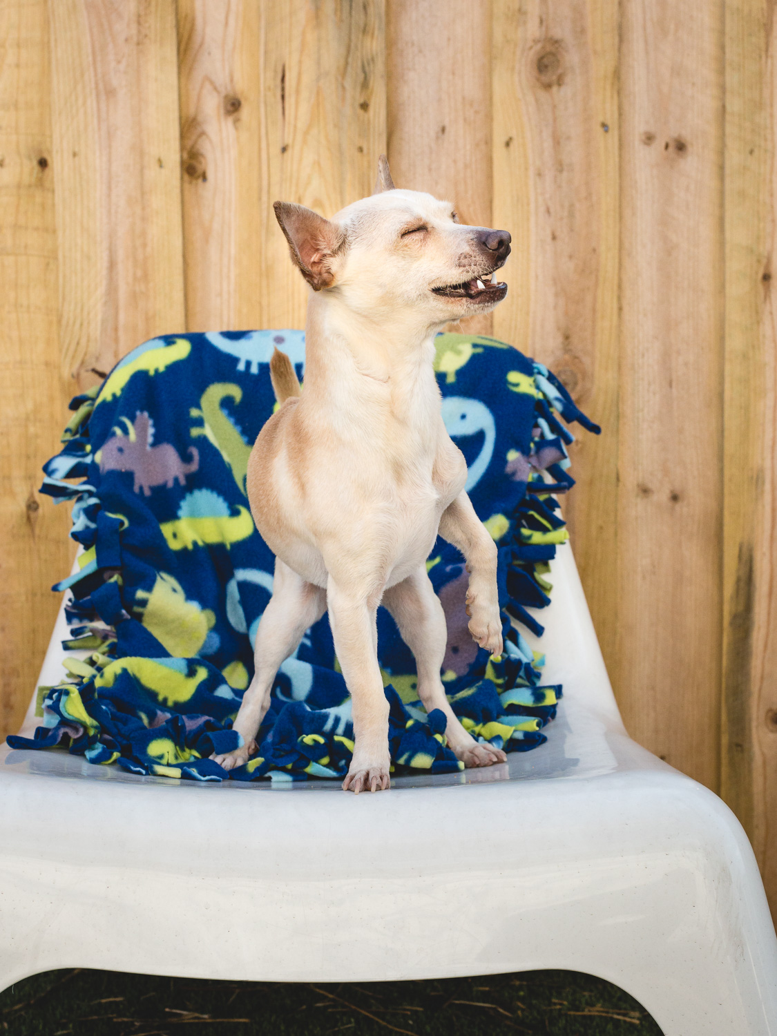 Adoptable Chihuahua Dachshund Mix In Chicago