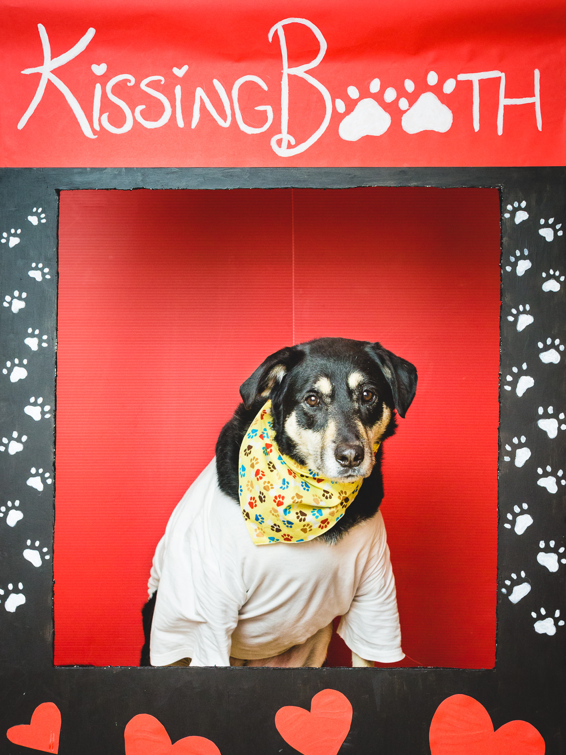 Dog Kissing Booth In Chicago