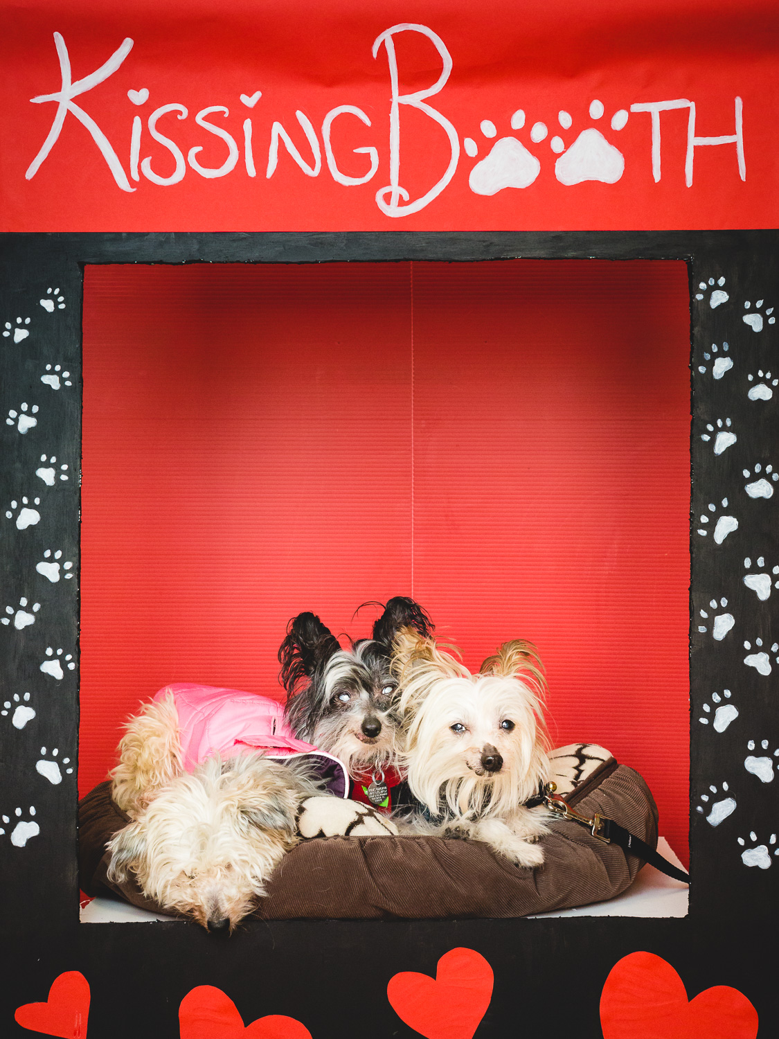 Dog Kissing Booth In Chicago
