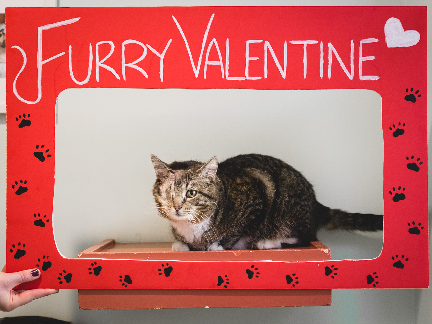 Furry Valentine Booth In Chicago