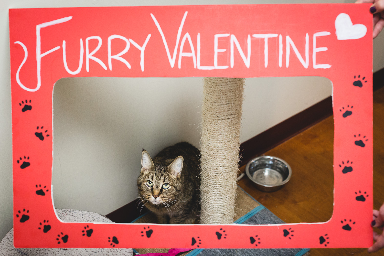 Furry Valentine Booth In Chicago