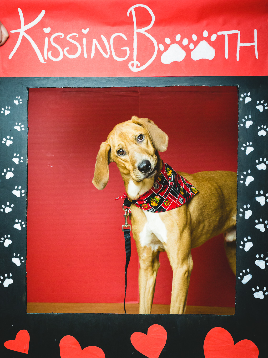 Dog Kissing Booth In Chicago