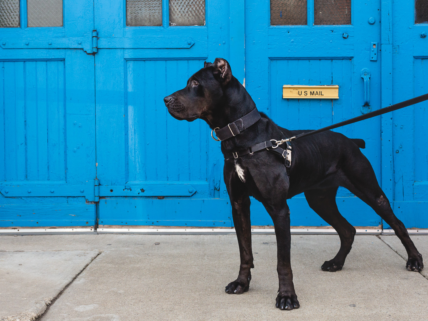 Adoptable Canis Panther In Chicago
