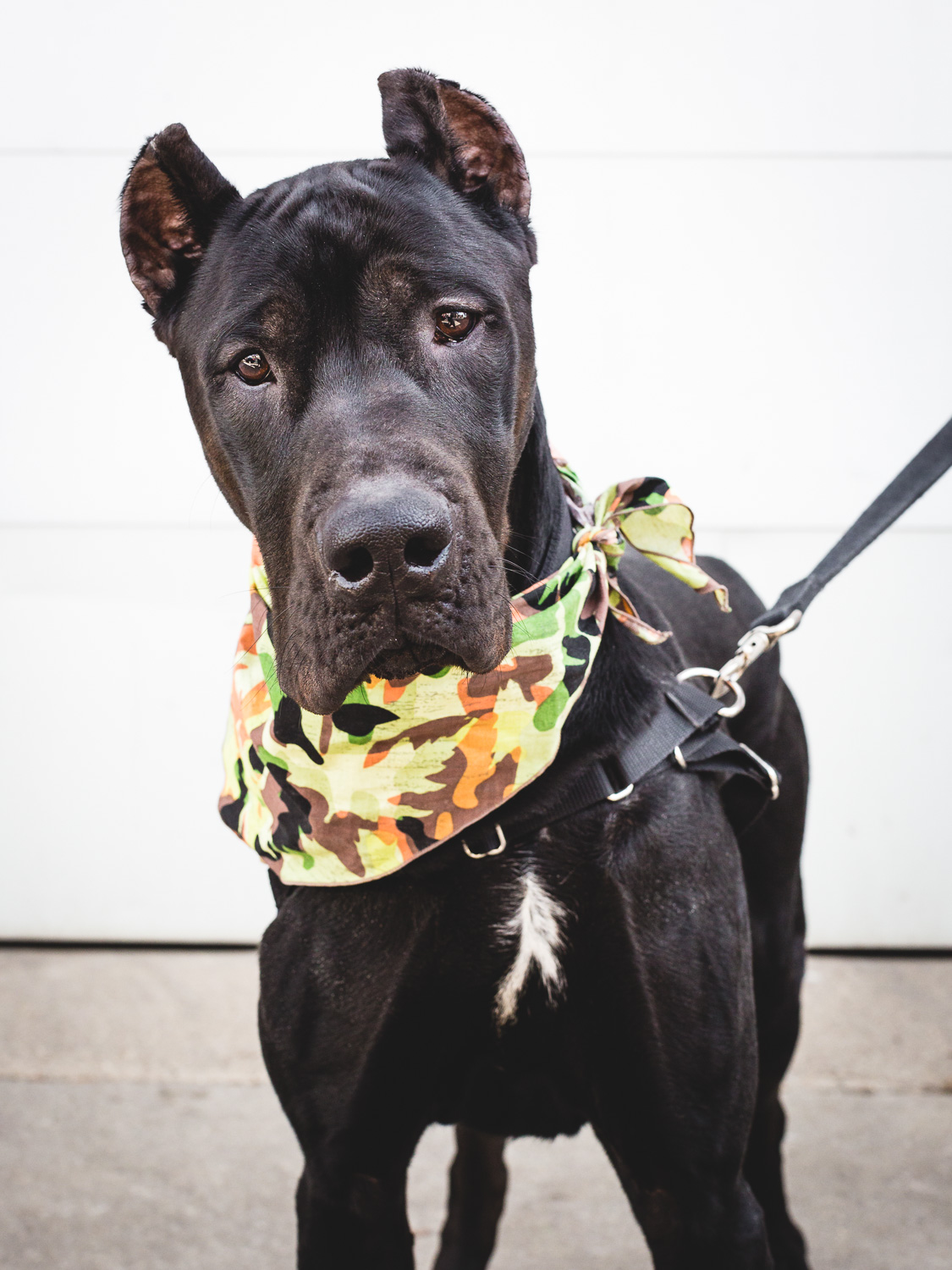 Adoptable Canis Panther In Chicago