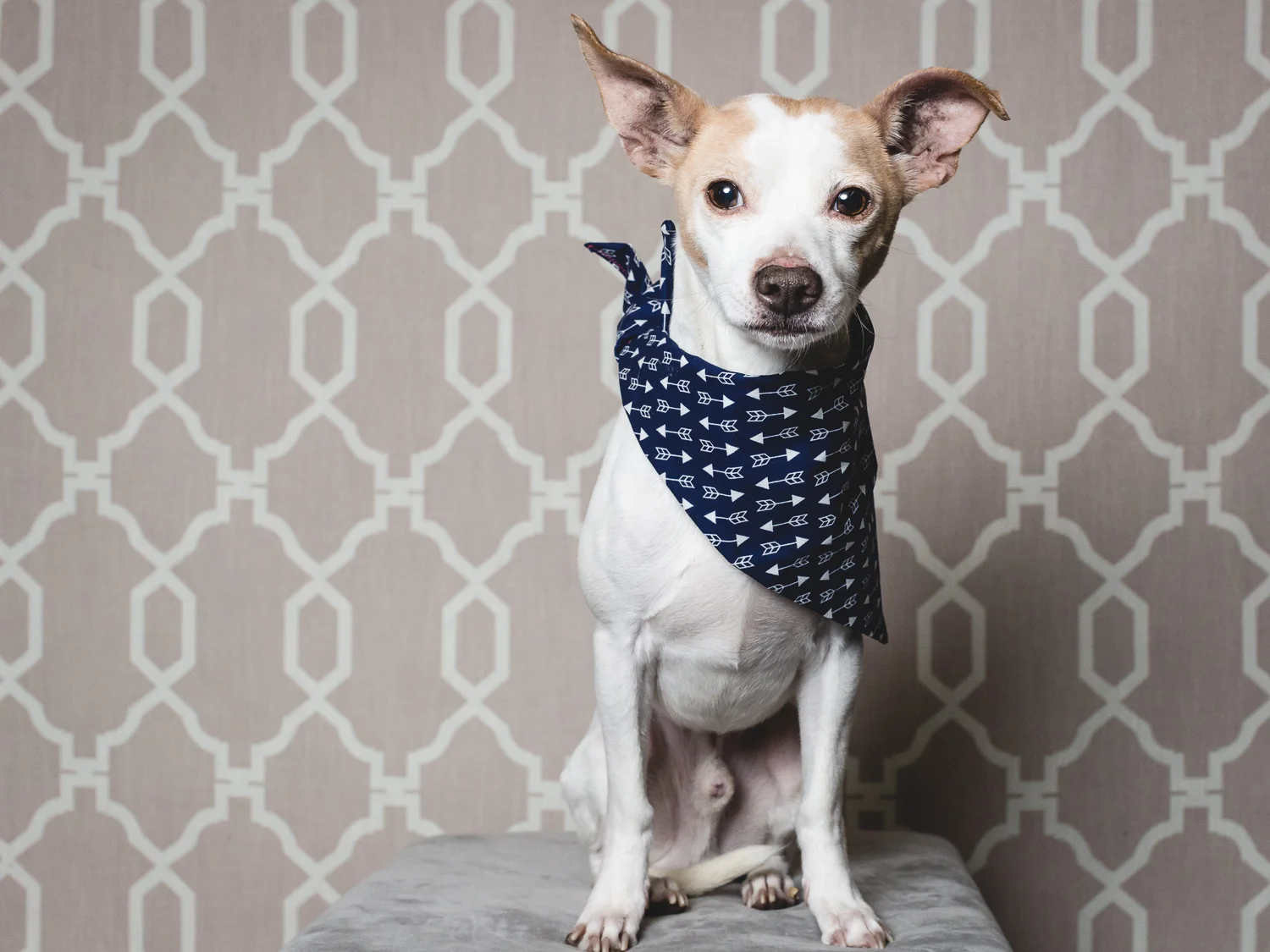 Adoptable Chihuahua At PAWS Chicago