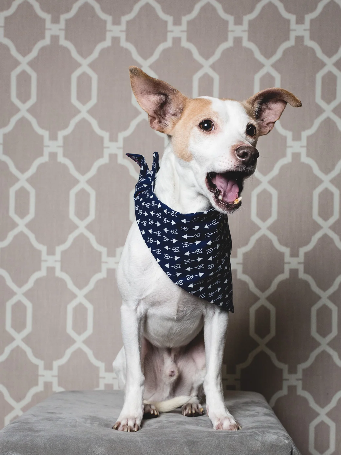 Adoptable Chihuahua At PAWS Chicago