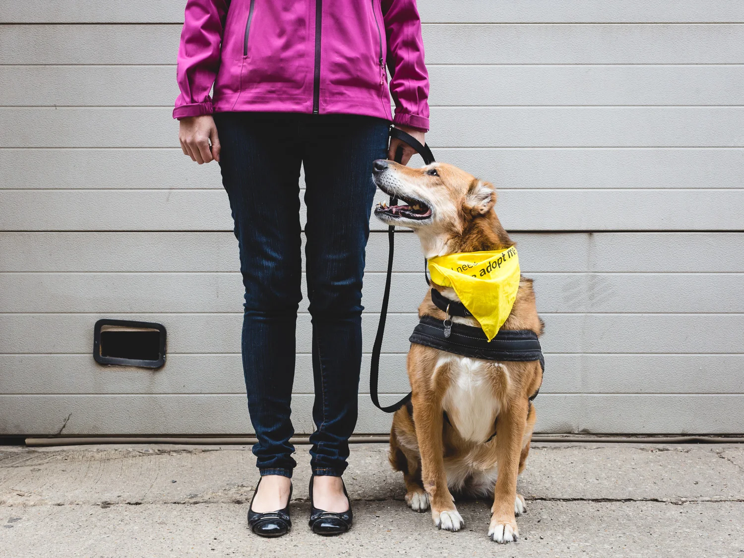 Adoptable Shepherd Mix At PAWS Chicago
