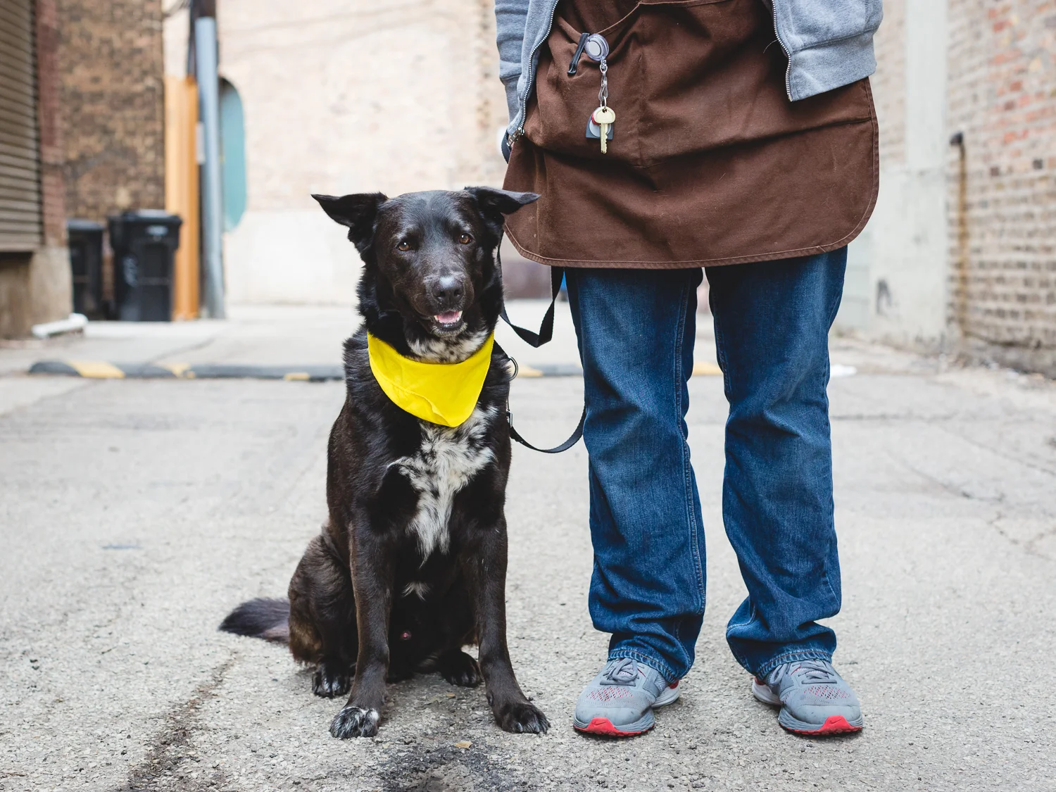 Nucky, German Shorthaired Pointer Mix