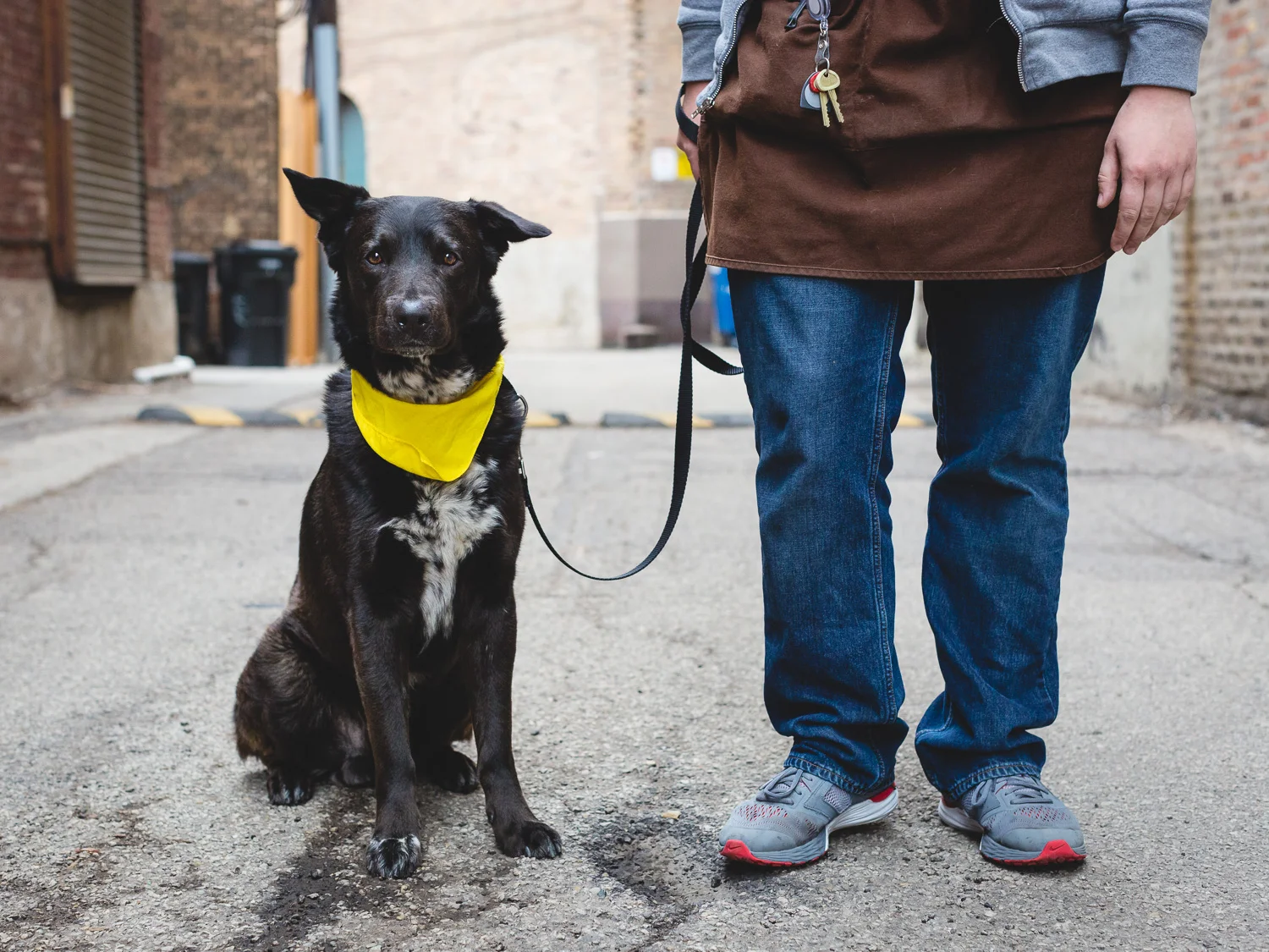Adoptable German Shorthaired Pointer Mix At PAWS Chicago