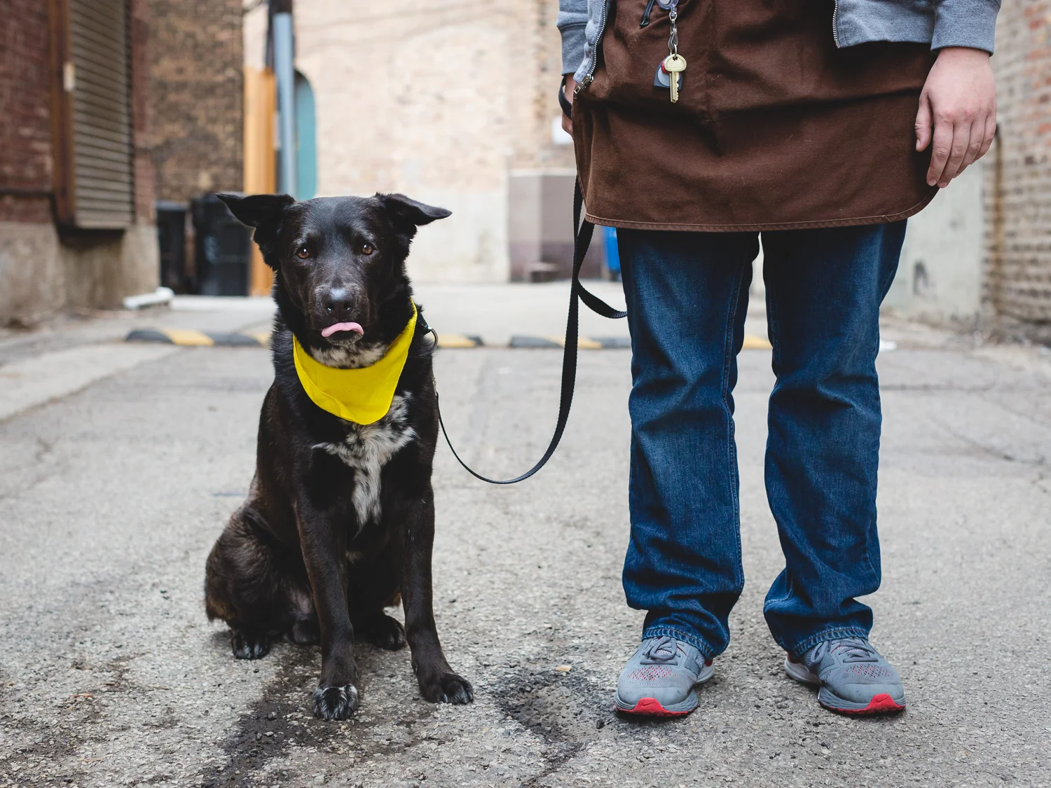 Adoptable German Shorthaired Pointer Mix At PAWS Chicago