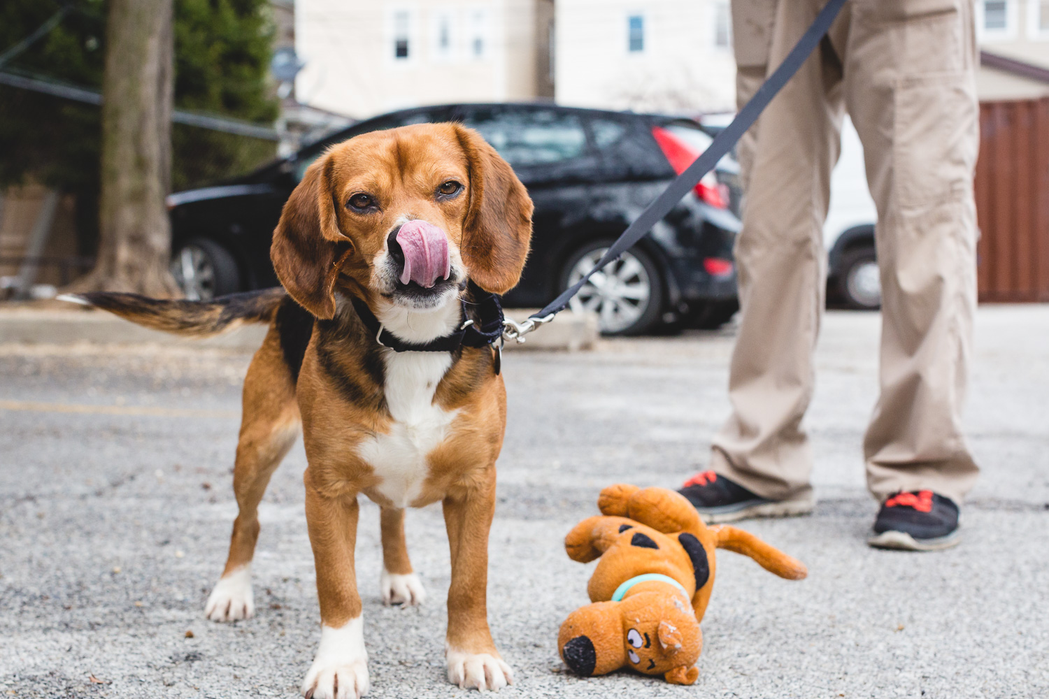 Adoptable Beagle At PAWS Chicago