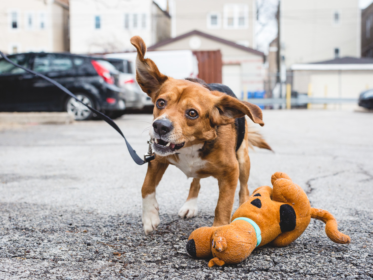 Adoptable Beagle At PAWS Chicago